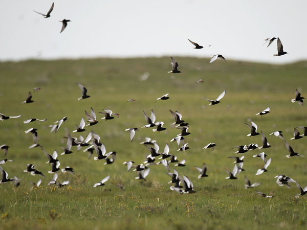 Valkosiipitiira, White-winged Tern, Chlidonias leucopterus