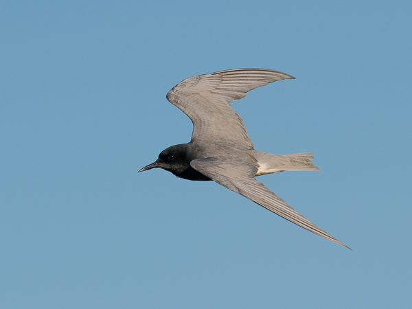 Mustatiira, Black Tern, Chlidonias niger