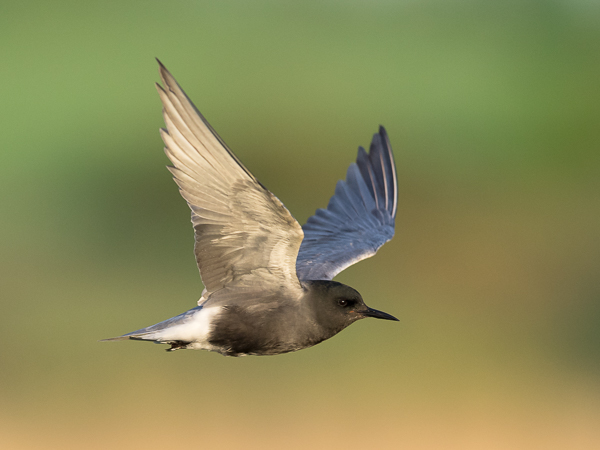 Mustatiira, Black Tern, Chlidonias niger