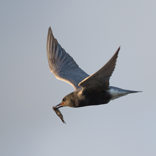 Mustatiira, Black Tern, Chlidonias niger