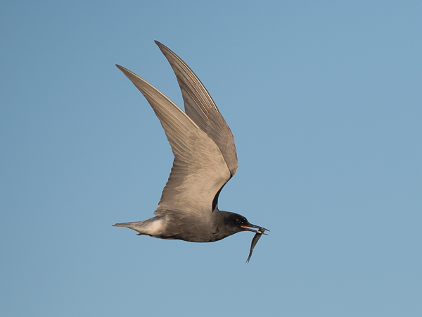 Mustatiira, Black Tern, Chlidonias niger