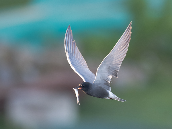 Mustatiira, Black Tern, Chlidonias niger