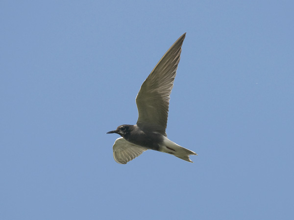 Mustatiira, Black Tern, Chlidonias niger