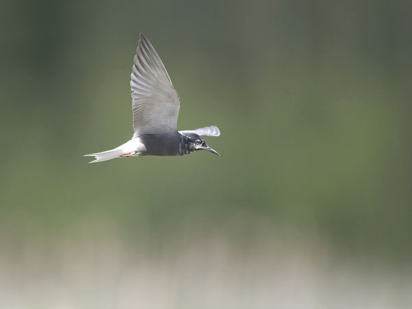Mustatiira, Black Tern, Chlidonias niger