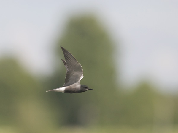 Mustatiira, Black Tern, Chlidonias niger