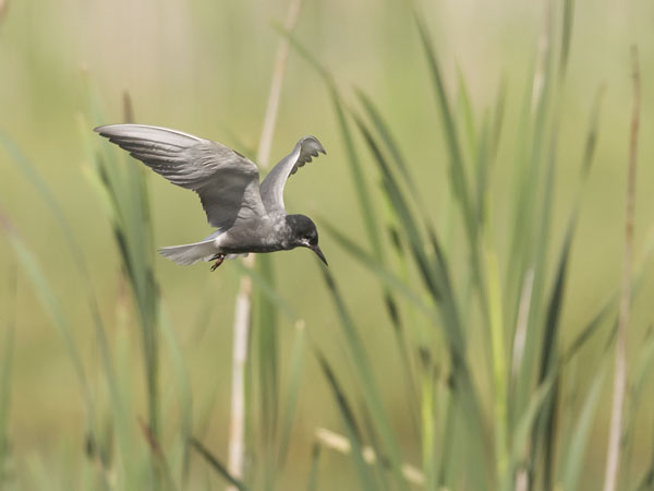 Mustatiira, Black Tern, Chlidonias niger