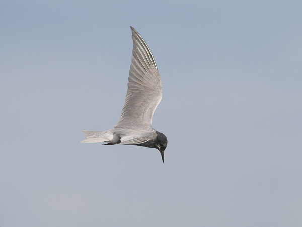 Mustatiira, Black Tern, Chlidonias niger