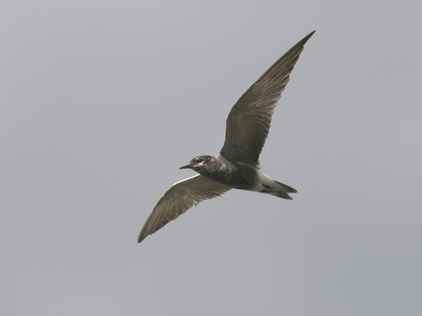Mustatiira, Black Tern, Chlidonias niger
