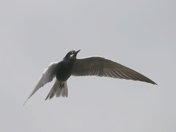 Mustatiira, Black Tern, Chlidonias niger