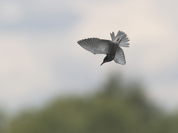 Mustatiira, Black Tern, Chlidonias niger