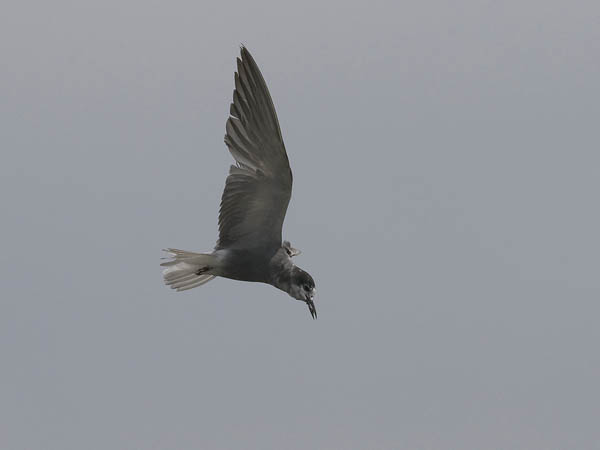 Mustatiira, Black Tern, Chlidonias niger