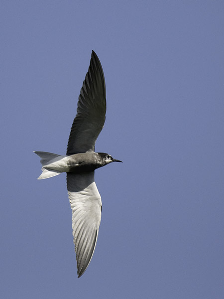 Mustatiira, Black Tern, Chlidonias niger