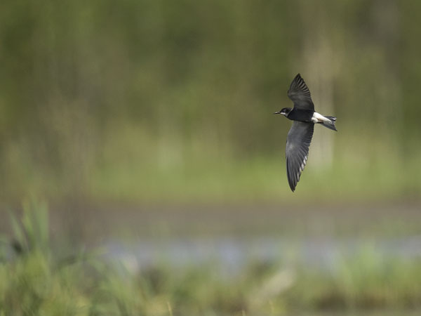 Mustatiira, Black Tern, Chlidonias niger