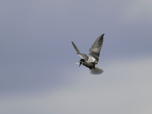 Mustatiira, Black Tern, Chlidonias niger