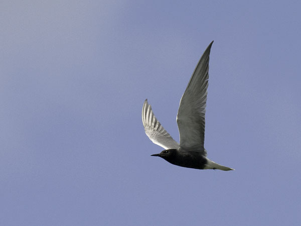 Mustatiira, Black Tern, Chlidonias niger