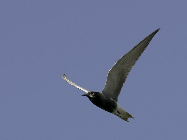 Mustatiira, Black Tern, Chlidonias niger