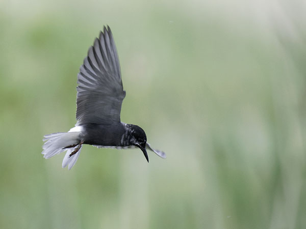Mustatiira, Black Tern, Chlidonias niger