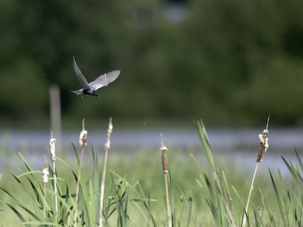Mustatiira, Black Tern, Chlidonias niger