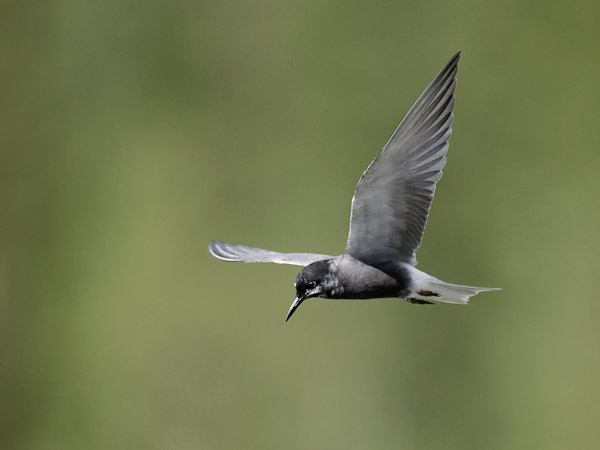 Mustatiira, Black Tern, Chlidonias niger