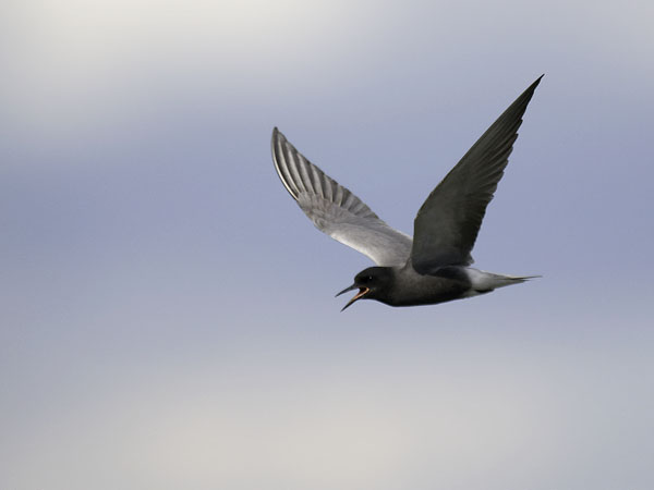 Mustatiira, Black Tern, Chlidonias niger