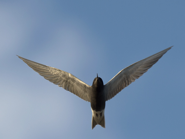 Mustatiira, Black Tern, Chlidonias niger
