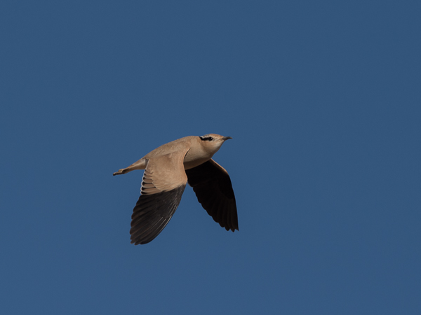Aavikkojuoksija, Cream-coloured Courser, Cursorius cursor