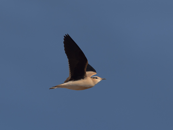 Aavikkojuoksija, Cream-coloured Courser, Cursorius cursor