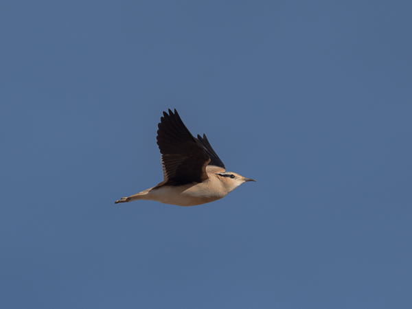 Aavikkojuoksija, Cream-coloured Courser, Cursorius cursor