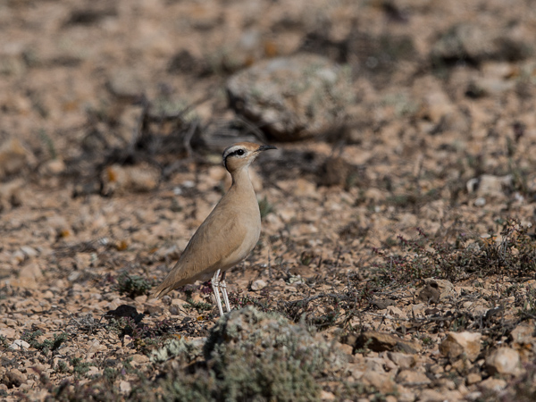 Aavikkojuoksija, Cream-coloured Courser, Cursorius cursor