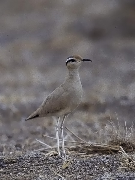 Aavikkojuoksija, Cream-coloured Courser, Cursorius cursor