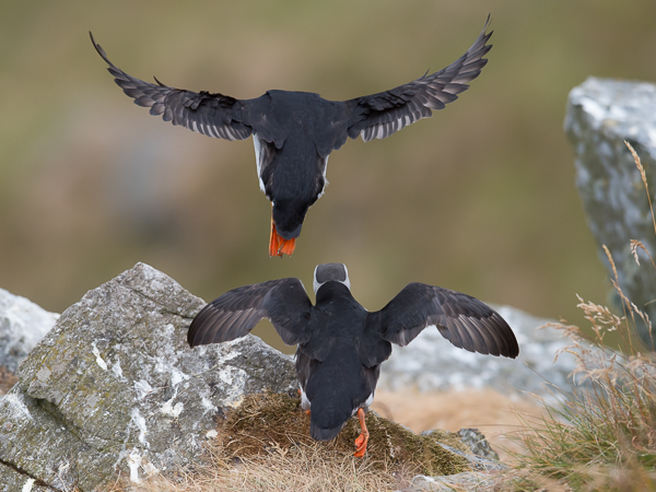 Lunni, Atlantic Puffin, Fratercula arctica