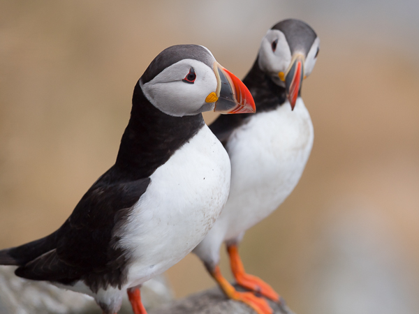 Lunni, Atlantic Puffin, Fratercula arctica