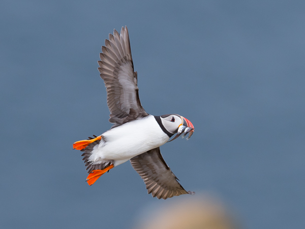 Lunni, Atlantic Puffin, Fratercula arctica