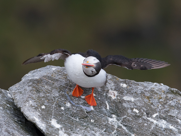 Lunni, Atlantic Puffin, Fratercula arctica