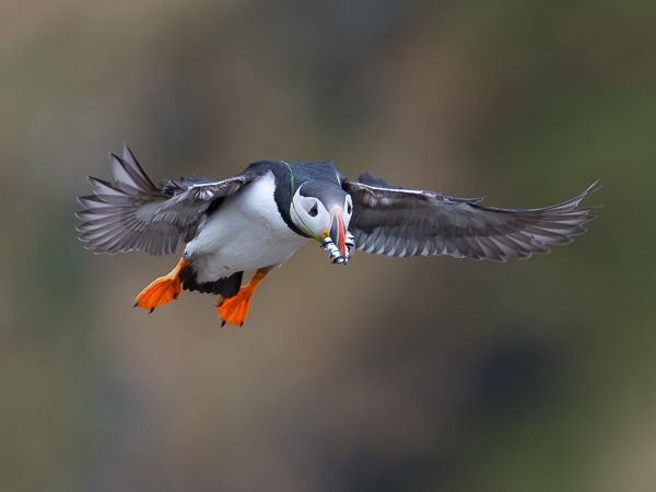 Lunni, Atlantic Puffin, Fratercula arctica