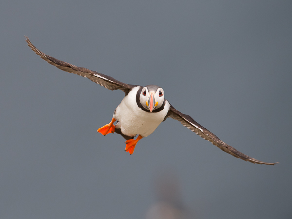 Lunni, Atlantic Puffin, Fratercula arctica