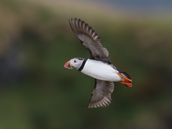 Lunni, Atlantic Puffin, Fratercula arctica