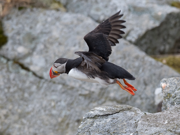 Lunni, Atlantic Puffin, Fratercula arctica