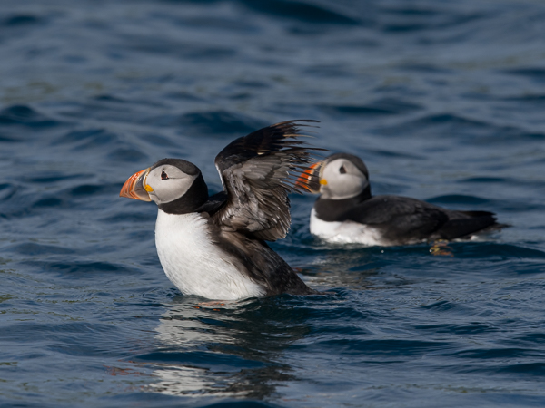 Lunni, Atlantic Puffin, Fratercula arctica