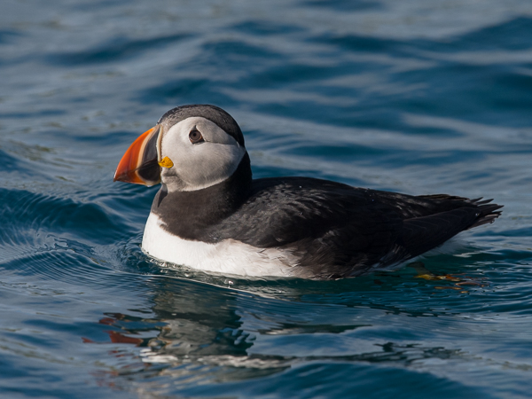 Lunni, Atlantic Puffin, Fratercula arctica