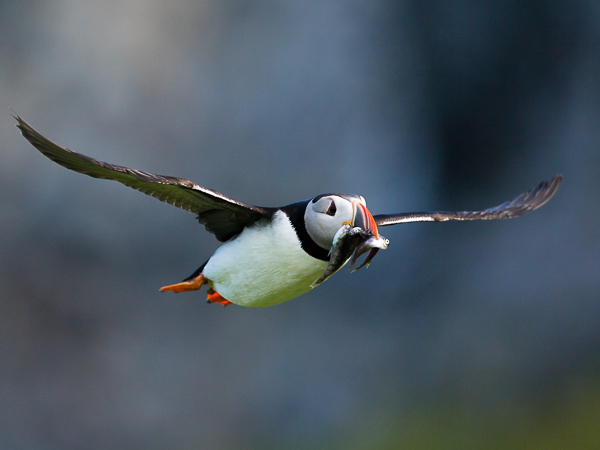 Lunni, Atlantic Puffin, Fratercula arctica