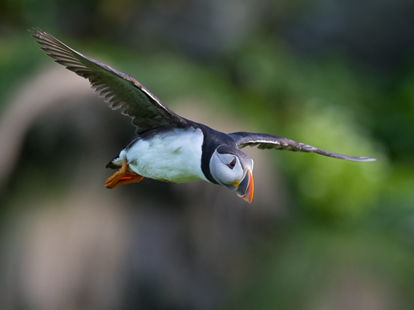 Lunni, Atlantic Puffin, Fratercula arctica
