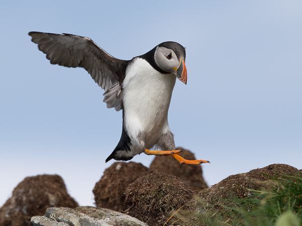 Lunni, Atlantic Puffin, Fratercula arctica