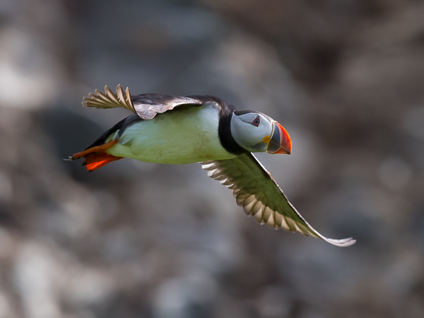 Lunni, Atlantic Puffin, Fratercula arctica