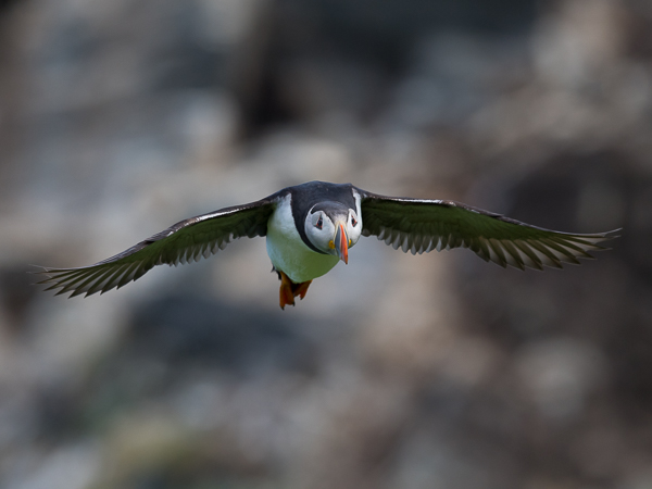 Lunni, Atlantic Puffin, Fratercula arctica