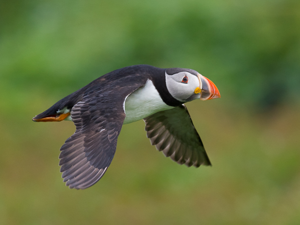 Lunni, Atlantic Puffin, Fratercula arctica