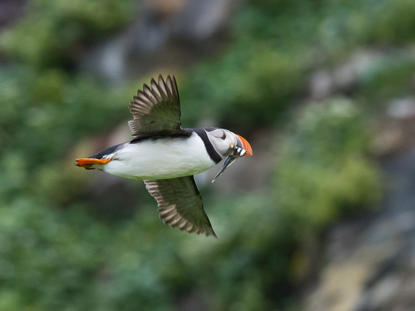 Lunni, Atlantic Puffin, Fratercula arctica