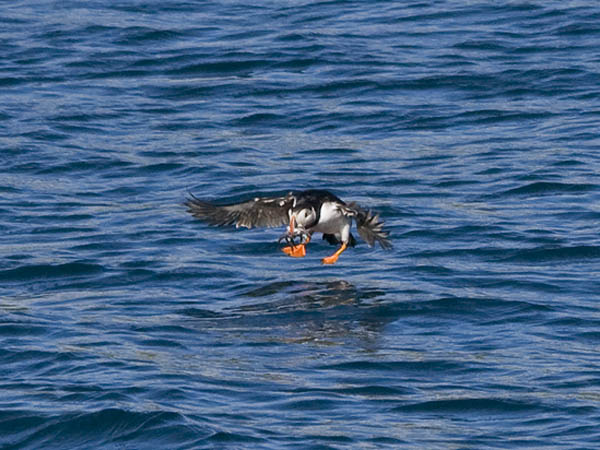 Lunni, Atlantic Puffin, Fratercula arctica