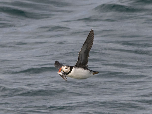 Lunni, Atlantic Puffin, Fratercula arctica
