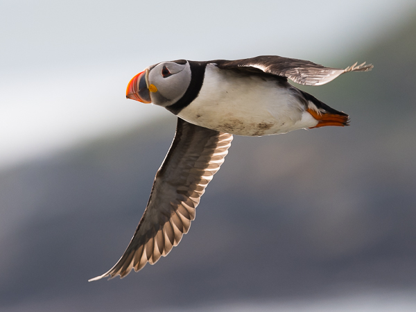 Lunni, Atlantic Puffin, Fratercula arctica